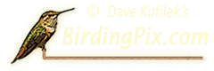 BirdingPix.com