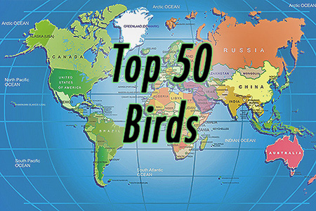 Top 50 Birds