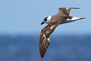 Pelagic Birding Slideshow